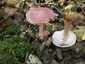 Rózsás kígyógomba (Mycena rosea), Őrség. Rózsás színű, púpos, erősen higrofán, bordázott szélű kalap